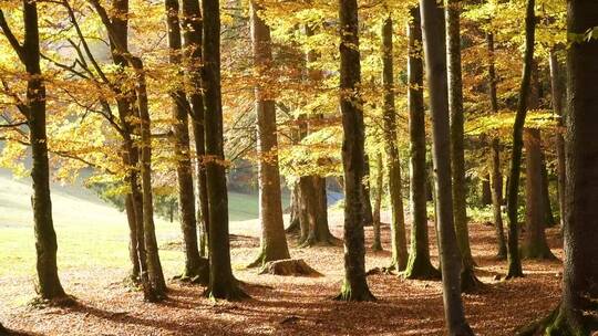 阳光明媚的秋天美丽的森林
