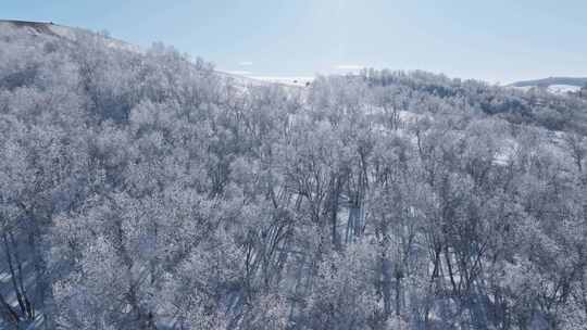 乌兰布统雾凇雪景雪林航拍