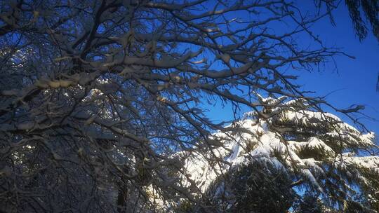 实拍树枝树叶冬天雪景