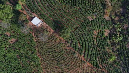 茶山视频云南普洱周边茶山种植区