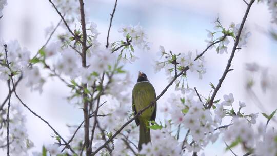 樱花树上的小鸟