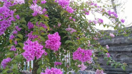 鲜花花卉市场植物园