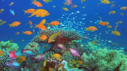 海底珊瑚礁上的鱼群