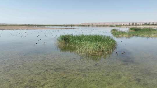 4k航拍黑河湿地水鸟