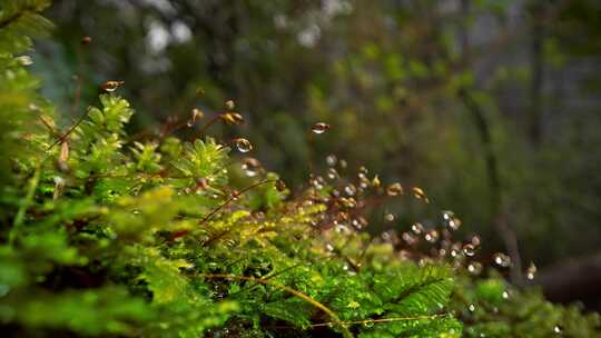 自然生态苔藓水珠