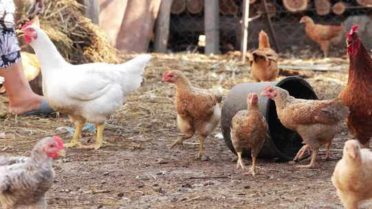 农村散养鸡 健康鸡肉鸡蛋视频素材模板下载