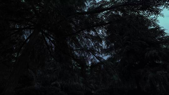 夜晚森林 单镜头02