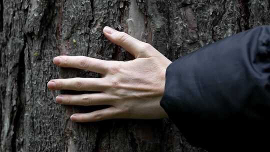 自然触摸：手拥抱树干
