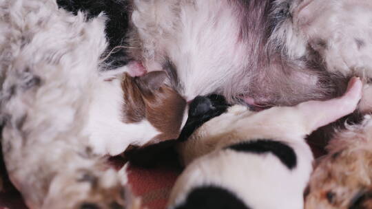 小狗在吃母乳