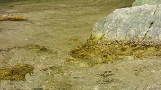 清澈纯净小溪流水泉水小河流域