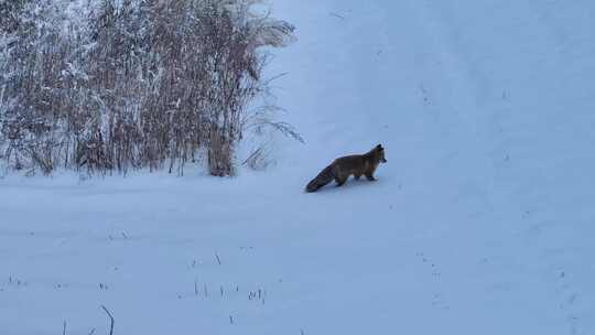 4K雪地狐狸 赤狐