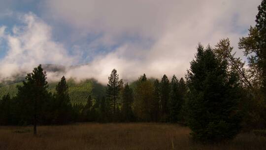 时间流逝的云在森林上空翻滚