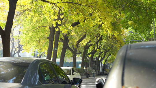北京秋天秋景秋色道路马路巷子小巷