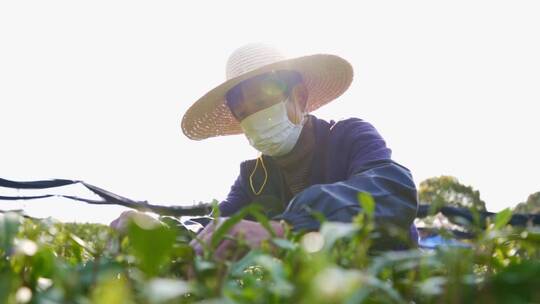 实拍杭州龙坞龙井茶采摘