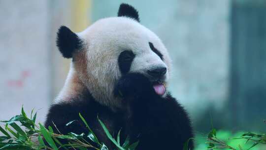熊猫莽仔吃竹子