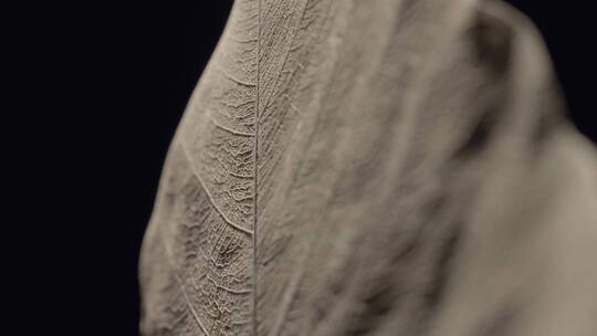 叶子枯叶叶脉叶子纹理衰老重生时光