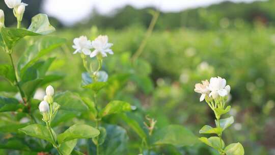 唯美茉莉花与福州茉莉花种植园