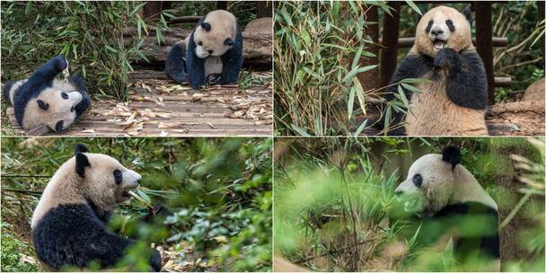 大熊猫吃竹子竹笋睡觉太香萌态迷人高清在线视频素材下载