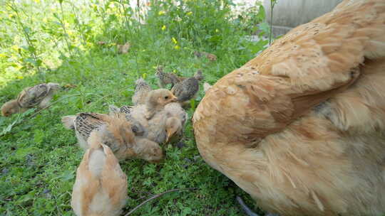 农村老母鸡带着小鸡苗觅食
