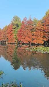 南京燕雀湖：水边多彩树林倒影的自然风景