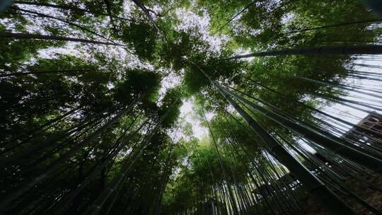 佘山竹林穿越机航拍