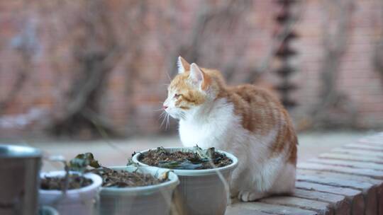 小猫端坐在地上张望休息流浪猫