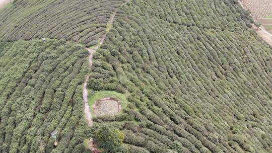 航拍绿色茶园种植基地