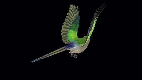 鹦鹉鸟-澳大利亚公主-飞行环-后角视图C视频素材模板下载