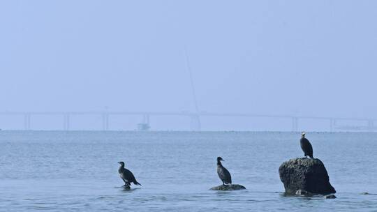 深圳湾鸟类栖息地自然风光视频