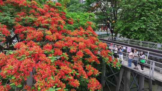 中国广东省广州市荔湾区花地河凤凰花