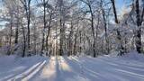 雪原森林纯净雾凇风景高清在线视频素材下载