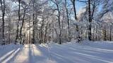 雪原森林纯净雾凇风景高清在线视频素材下载