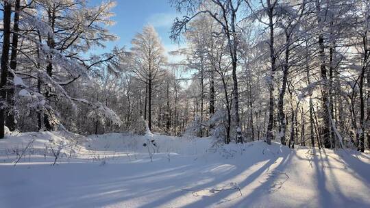 雪原森林纯净雾凇风景