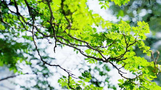 夏天阳光树叶光影逆光小清新空镜双重曝光