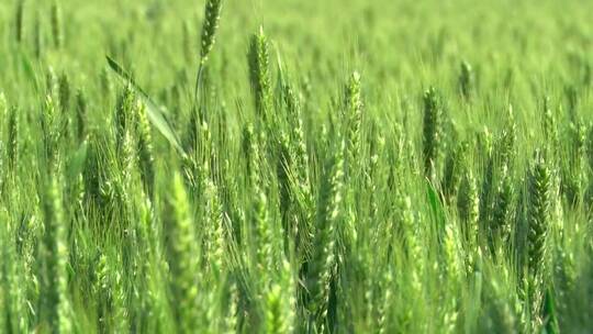 小麦灌浆期 灌浆期的小麦 小麦特写 麦穗
