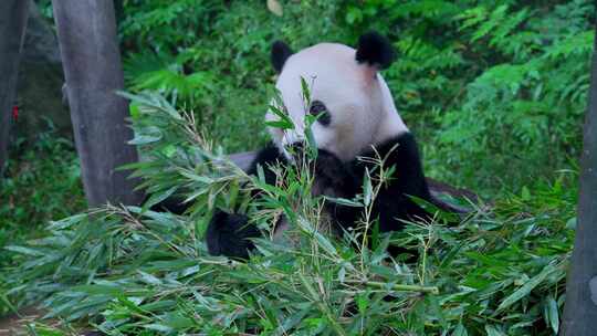 国宝大熊猫吃竹子