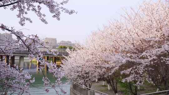 城市樱花街道傍晚樱花