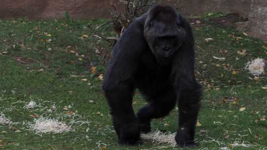 西方大猩猩在草地上吃树叶