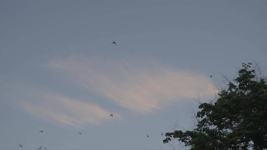 夏季傍晚的燕子