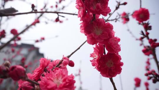 春天的植物花朵