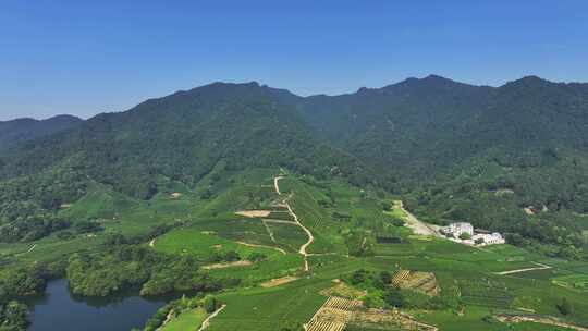 杭州龙坞茶园 茶山 茶田