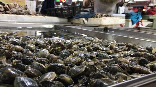 海鲜市场购买海蛎子、龙虾、扇贝视频素材模板下载