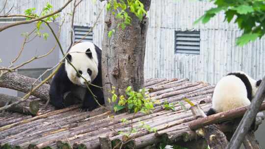 大熊猫妈妈和幼崽一起玩耍走来走去