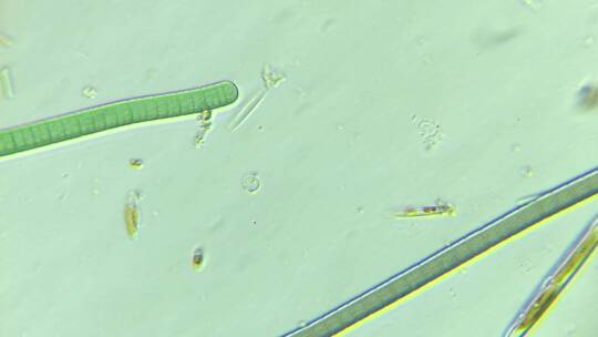 显微镜下的微观世界微生物 颤藻5