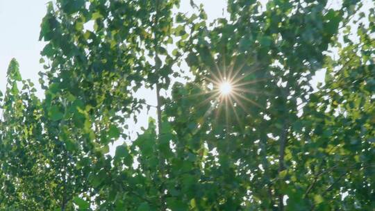 阳光速度感划过树林视频素材模板下载