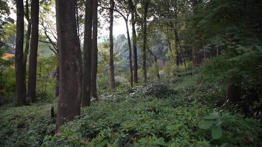 杭州飞来峰永福寺禅院风景