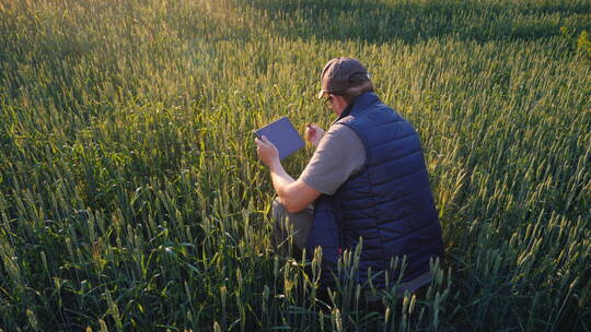 一位农民正在研究小麦的小穗