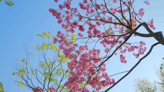 紫花风铃木视频素材模板下载