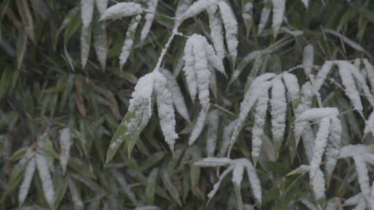 冬季雪景 城市初雪 下雪空镜