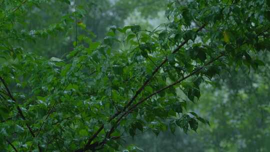 树林 下雨 雨季 树叶 树枝